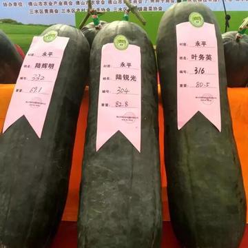 冬瓜最新价格，绿色之旅寻找内心平静的旅程