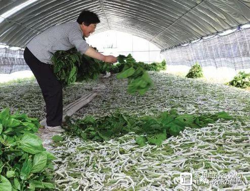 揭秘最新养蚕技术，轻松开启致富之门！
