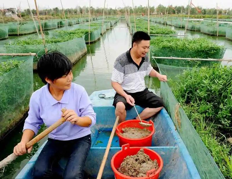 最新黄鳝养殖秘籍，成功养殖黄鳝的秘诀！