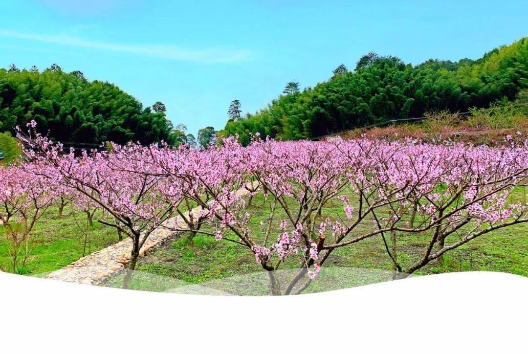 踏春之旅，寻找内心的桃花源，念春最新章节更新速递