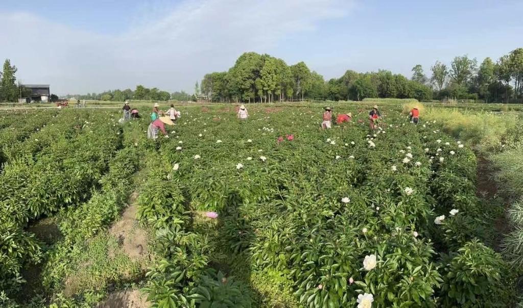 科技重塑生活，智能守护未来，疫情最新数据消息聚焦中江
