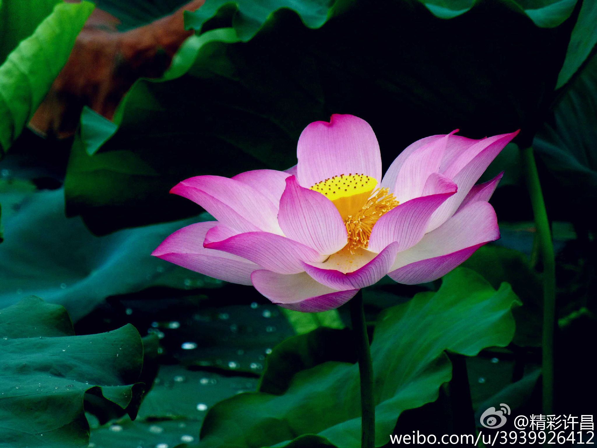 名莲最新版功能探索与特性介绍