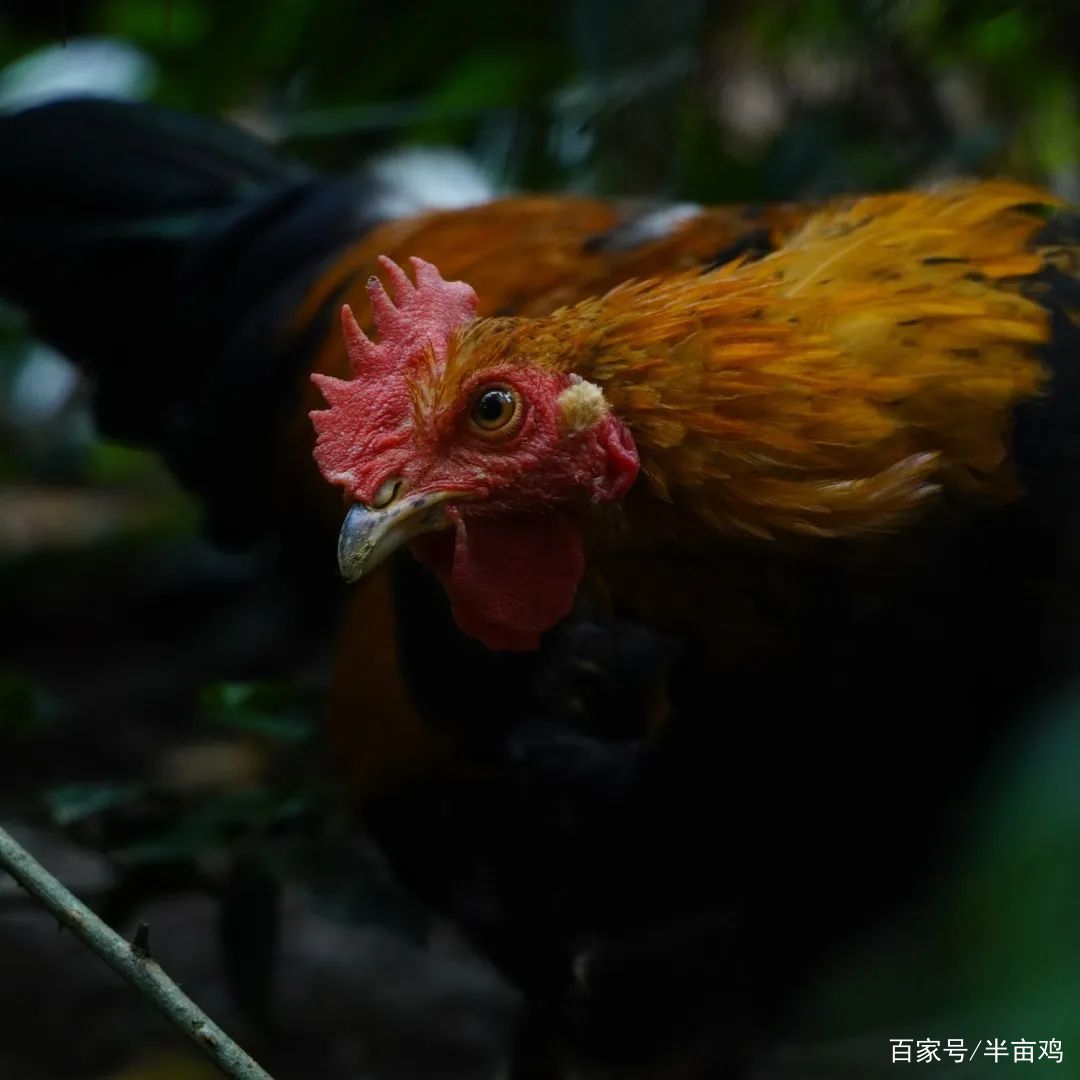 玉环楚门最新鸡，励志成长与变化的力量之旅