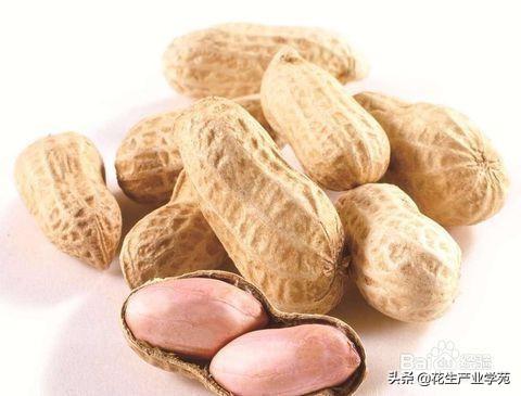 河南今日花生最新价格概览，市场走势、影响因素与前景展望