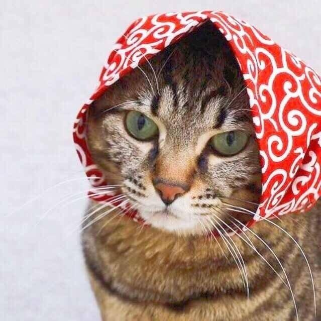 搞笑猫狗视频最新，萌宠界的欢乐无限