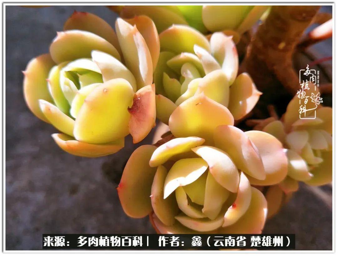 爆宠小小妻最新，日常甜蜜趣事，温馨宠溺的瞬间