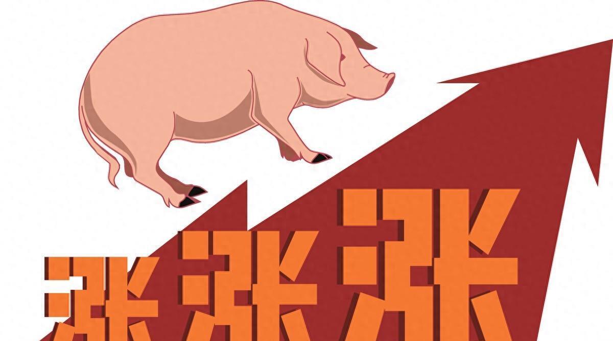 生猪最新价格行情概览