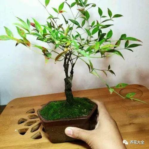 南天竹盆景，融入生活的温馨与价格探讨