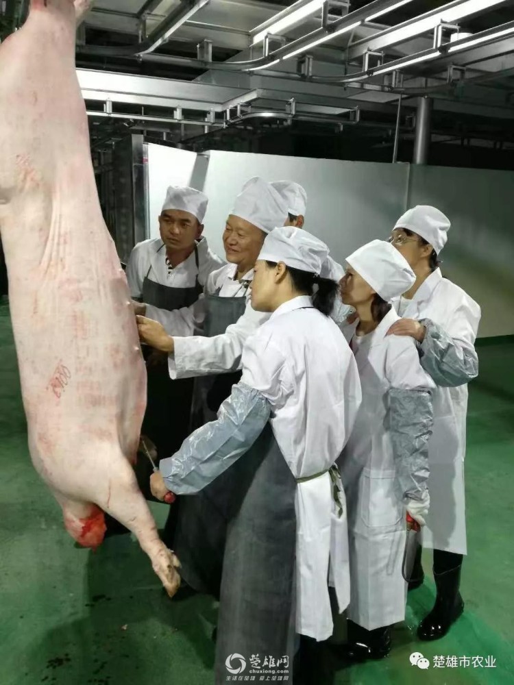 猪瘟疫情最新动态更新，病毒扩散情况及应对措施