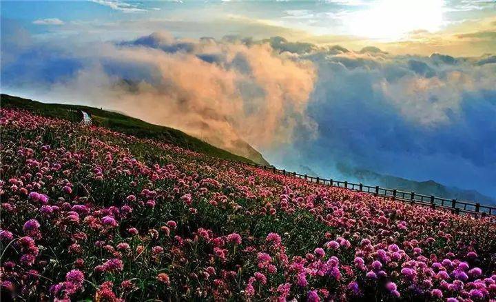 中药行情网，探寻自然美景，体验内心宁静与平和的旅程