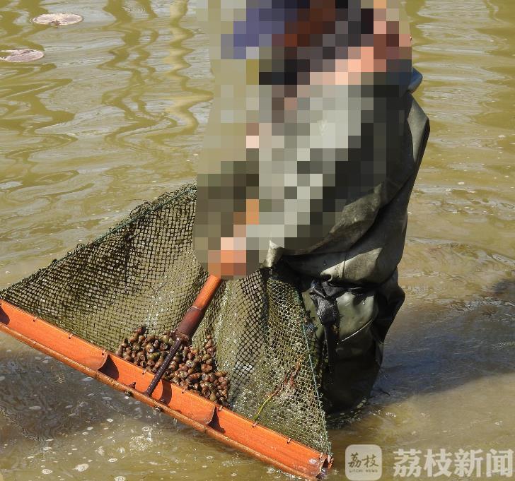 田螺捕捞新技术详解，步骤指南与操作技巧