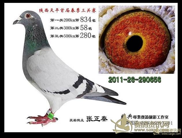 肉食鸽子价格行情揭秘，飞翔温情背后的故事