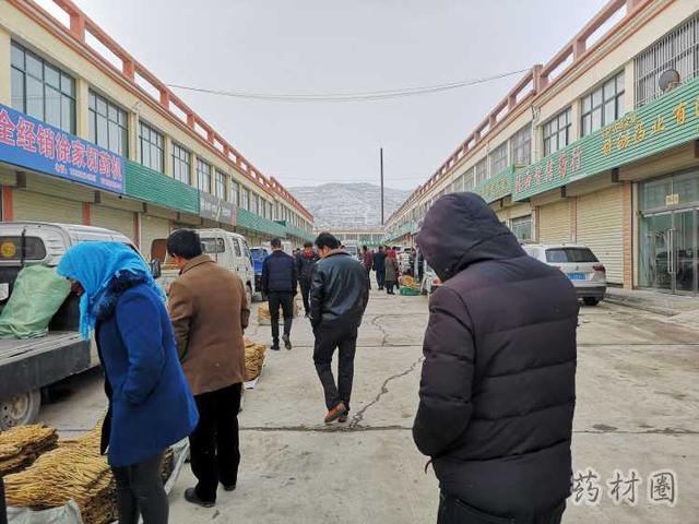 甘肃党参最新市场价格，科技重塑传统药材价值体验