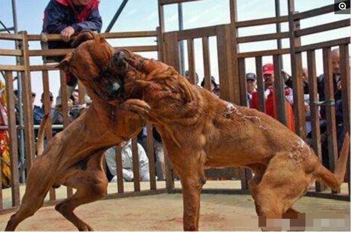 农村斗犬大赛热血视频，荣耀与激情的犬界较量
