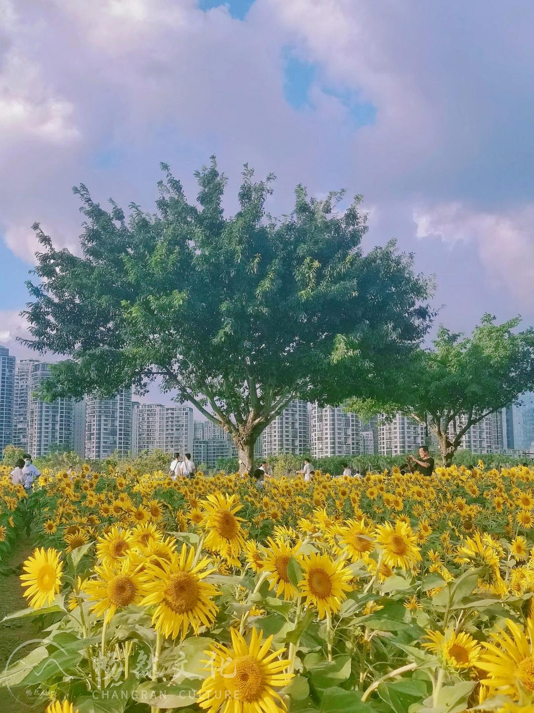 重庆旭阳教育 第151页