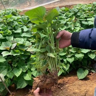 红薯苗最新价格行情及其影响因素深度解析