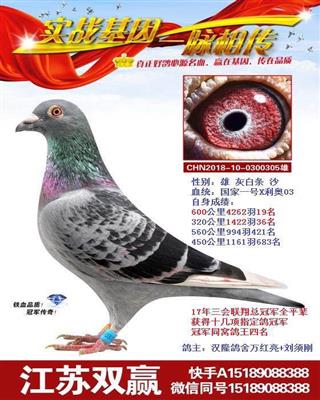 最新台风天鸽动态，逆风挑战，学习与力量并存