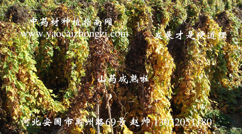 山药最新价格行情概览，市场走势与指南
