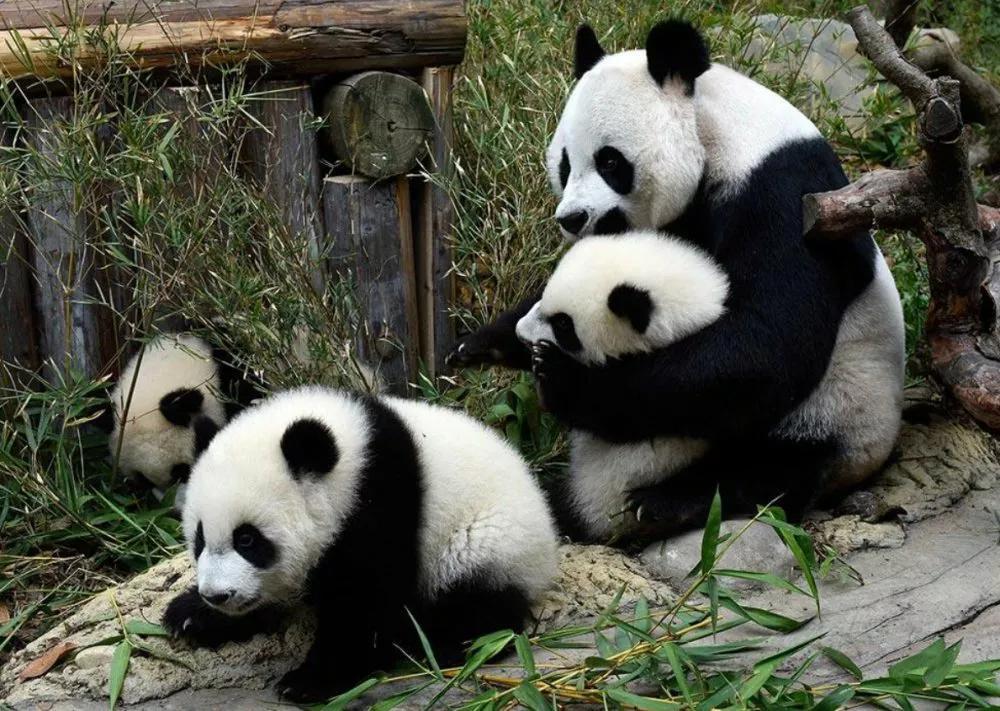 丫丫熊猫最新动态揭秘，探寻中国国宝的生活轨迹