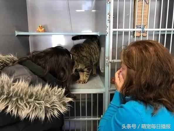 猫咪最新下载地址揭秘，一段温馨的寻猫之旅