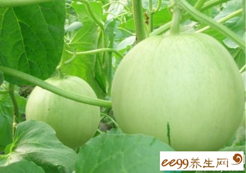 最新甜瓜种植技术指南，从入门到精通全面解析