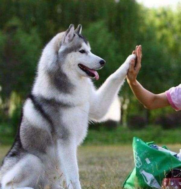 时代背景下的犬类故事风潮，最新狗电影席卷荧屏