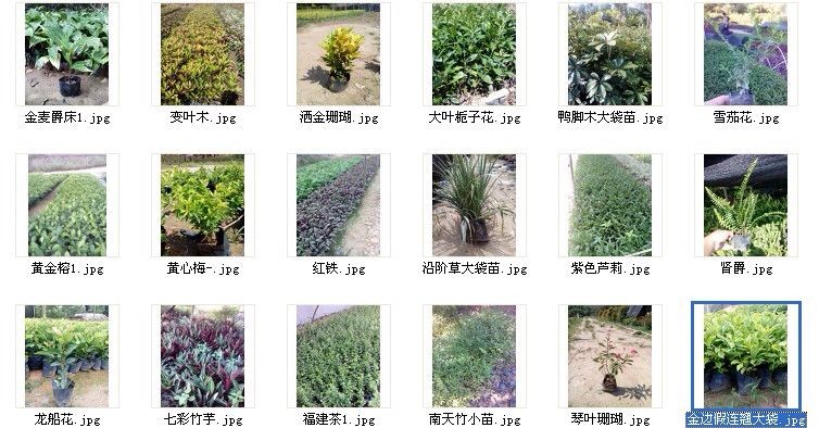 最新苗木求购信息及其背后的温馨故事揭秘