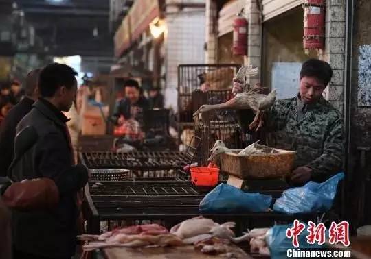 H7N9流感最新动态与小巷特色小店探秘